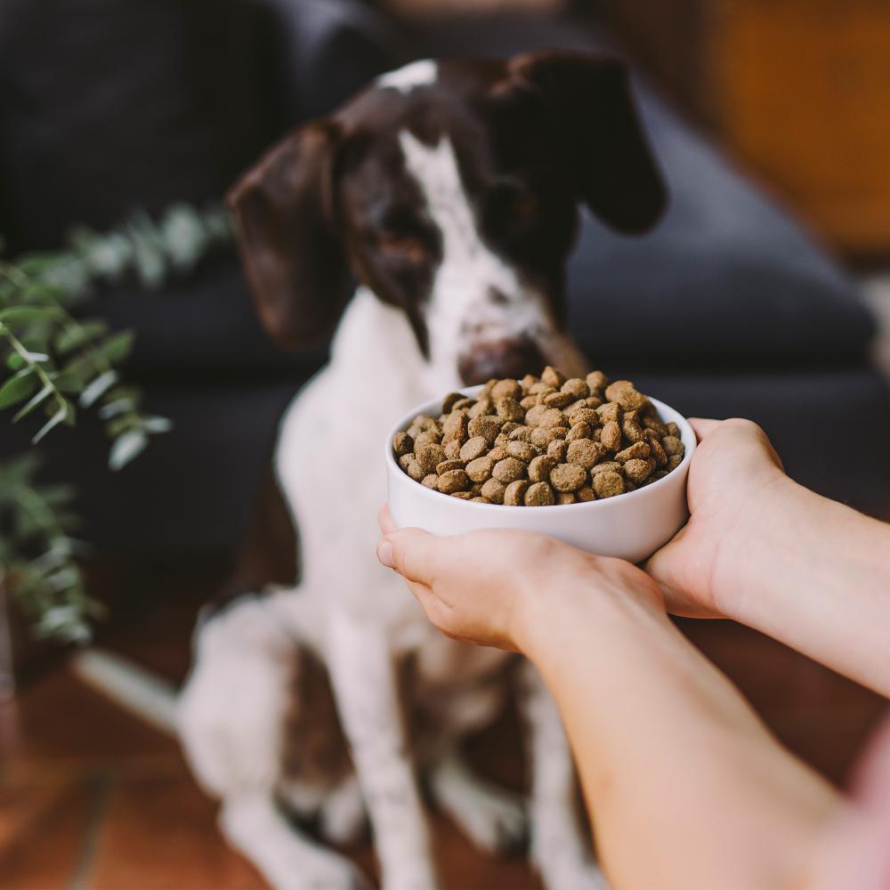 Hund wird mit Trockenfutter gefüttert